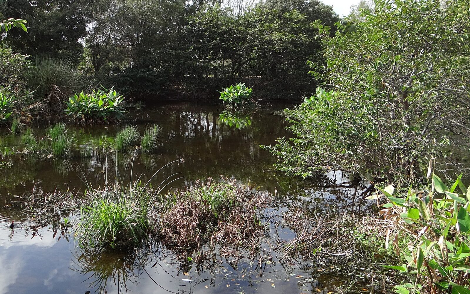Wakodahatchee Wetlands